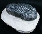 Bargain Phacops Trilobite From Morocco - #9732-1